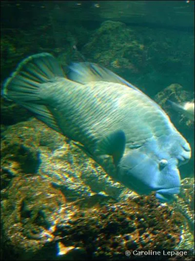 Quel est cet animal ?