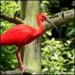 Quel est cet animal ?