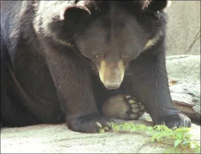 Quel est cet animal ?