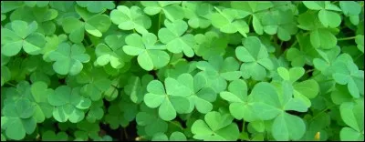 Sur la photo on voit des ...