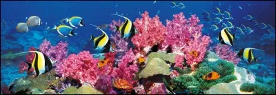 Un corail , des ...