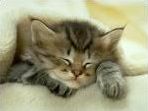 Quiz Animaux
