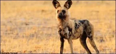 Mammifère de la famille des canidés, je vis dans la savane et je suis le seul canidé à ne posséder que 4 doigts à chaque pattes. Qui suis-je ? (3 images).
