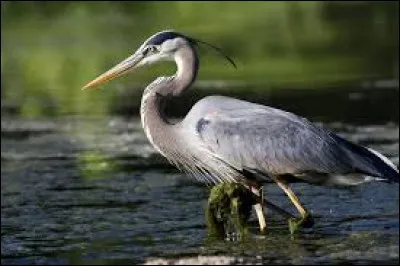 Grand oiseau échassier, je vis généralement dans les zones humides et me nourris de poissons ou rongeurs. Comment je m'appelle ? (2 images).