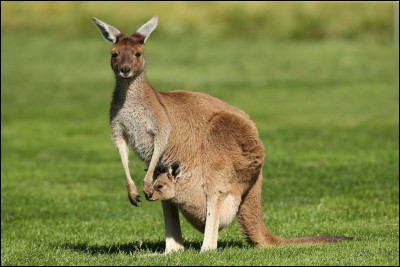 Grand marsupial d'Australie, je garde mes petits dans une poche située sur mon ventre. Qui suis-je ? (2 images à sélectionner).