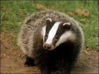 Trapu et court sur patte, je suis un animal noir et blanc des forêts européennes ... Quel est mon nom ? (2 images).