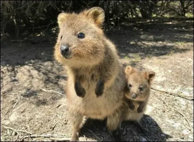 Petit marsupial d'Australie, je me nourris surtout de plantes, vis la nuit, et mesure entre 25 et 30 cm. J'ai également le même nom qu'une boisson ... Qui suis-je ? (1 image).