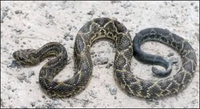 Grand serpent des déserts américains, je suis parfois appelé "serpent à sonnette". Mais quel est mon nom original ? (2 images).