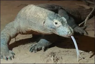 Je suis la plus grande espèce de varan du monde, et mon nom est le dragon de ... (2 images).