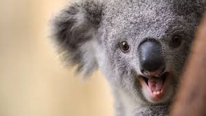 Quiz Animaux