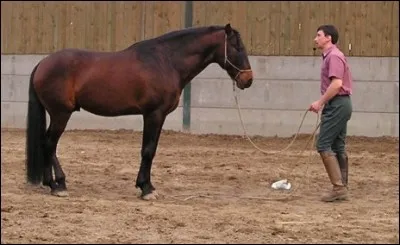 De quelle humeur est ce cheval ?
