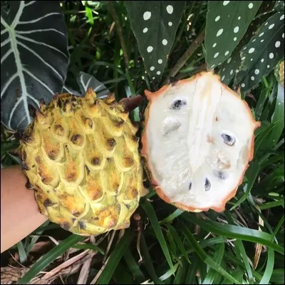 Quel est ce fruit ?