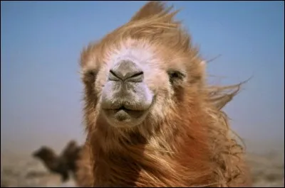 Un chameau dit à un dromadaire : " comment ça va ?". Le dromadaire répond : " Bien, je bosse. Et toi '' ?