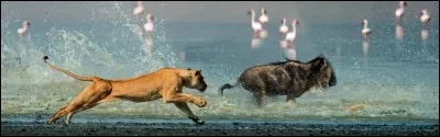 Une lionne est plus rapide qu'un cheval de course !