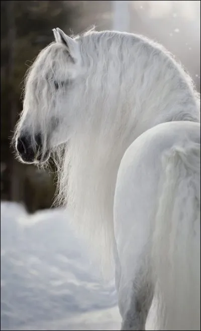 L'Andalou (Pure race espagnole) est un cheval de trait !