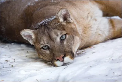 Cet animal est un puma !