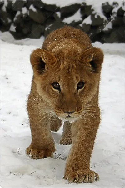Cette photo est du montage : les lions ne peuvent pas vivre dans la neige !