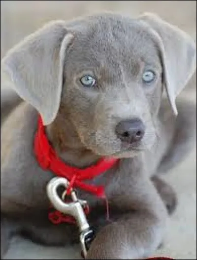 Le chocolat peut &ecirc;tre mortel pour les chiens !