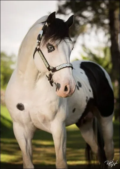 Ce cheval est un Appaloosa !