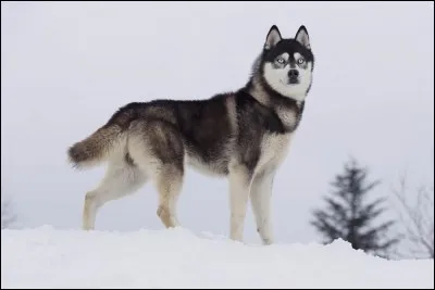 Cet animal est un loup !