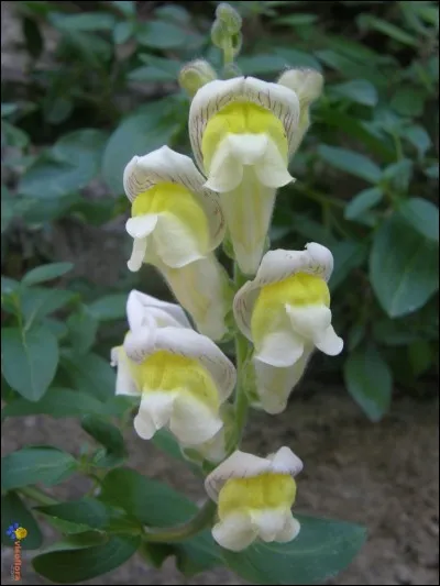 Quelle est cette fleur ?