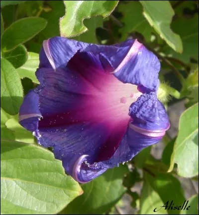 Quelle est cette fleur ?