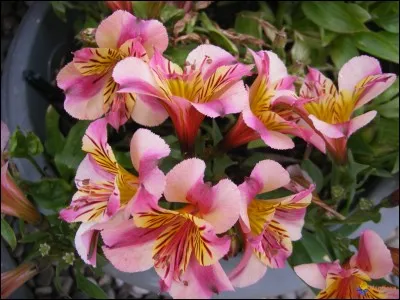 Quelle est cette fleur ?