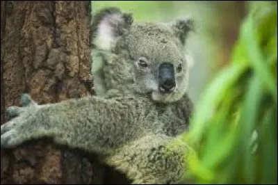 Comment orthographiez-vous le verbe suivant ?