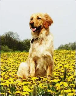 Est-ce que c'est un golden retriever ?