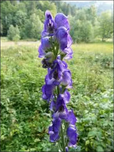 Cette fleur porte le nom d'aconit. Quel est le genre de ce nom ?