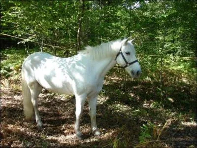 Ce cheval est un :