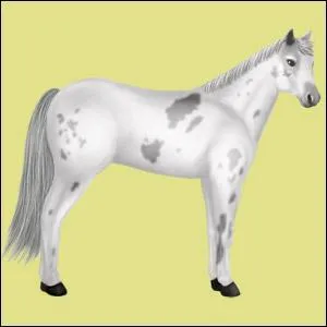 Comment appelle-t-on cette robe?