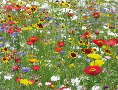 Quelles sont les fleurs préférées d'Isabella ?