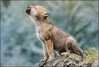 Quels sont les diff&eacute;rents noms pour les petits de la louve ?