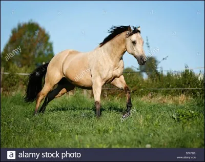 Dis-moi si je me trompe, ne serait-ce pas un quarter horse ?