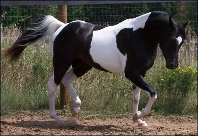 Yeu qu'il est mignon, mais qui est-ce ?