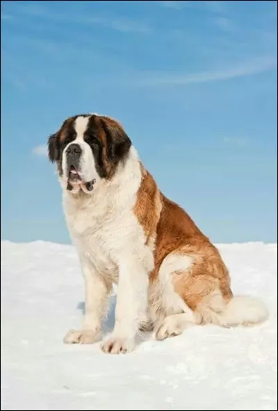 Quelle est la race de ce chien ?