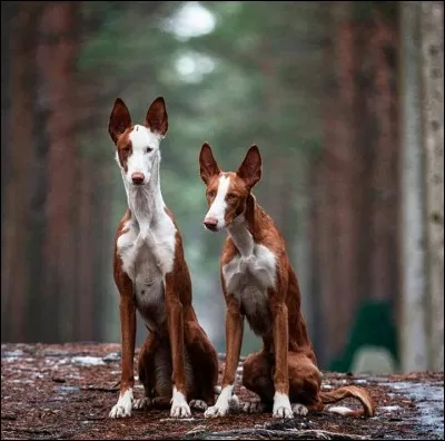 Quelle est la race de ce chien ?