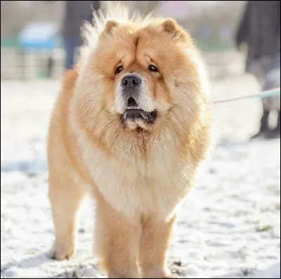 Quelle est la race de ce chien ?