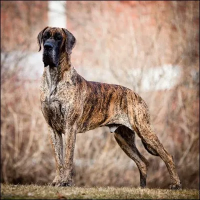 Quelle est la race de ce chien ?