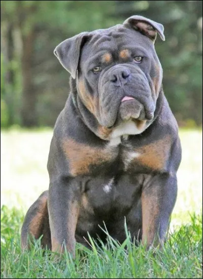 Quelle est la race de ce chien ?