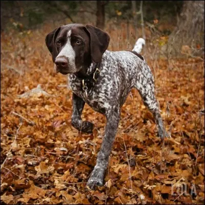 Quelle est la race de ce chien ?