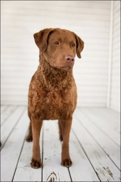 Quelle est la race de ce chien ?