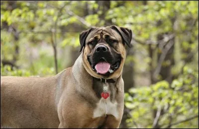 Quelle est la race de ce chien ?