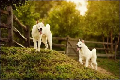 Quelle est la race de ce chien ?