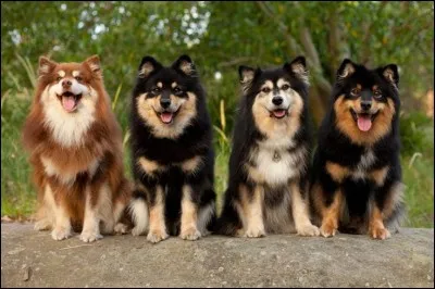 Quelle est la race de ce chien ?