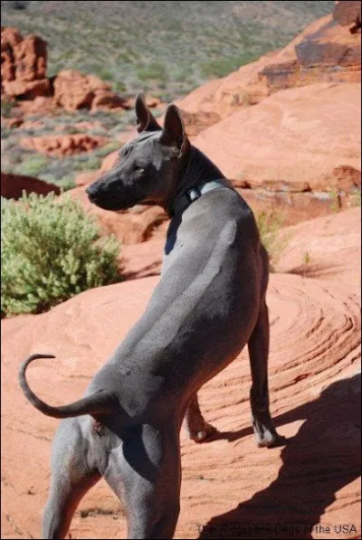 Quelle est la race de ce chien ?