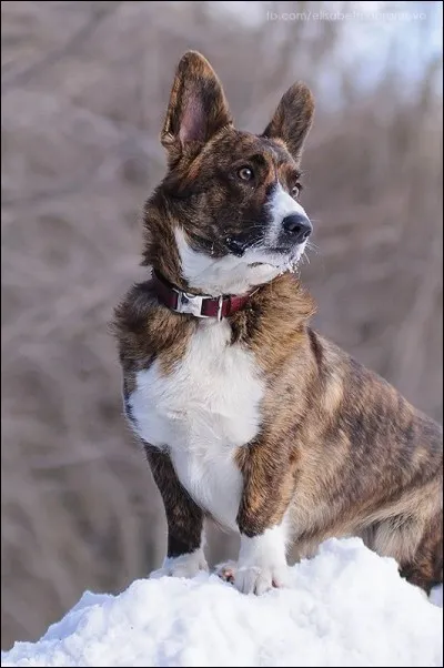 Quelle est la race de ce chien ?