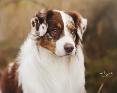 Quelle est la race de ce chien ?