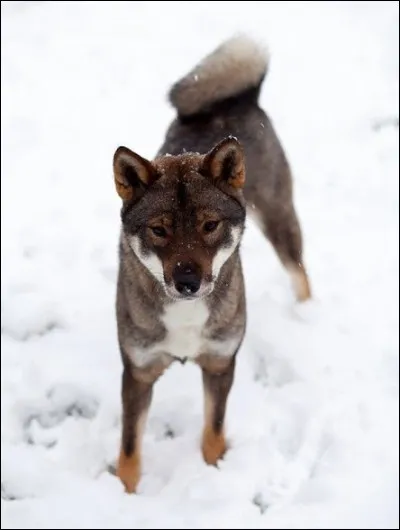Quelle est la race de ce chien ?